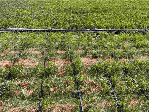 فاصله نوار تیپ آبیاری برای کاشت گندم؟